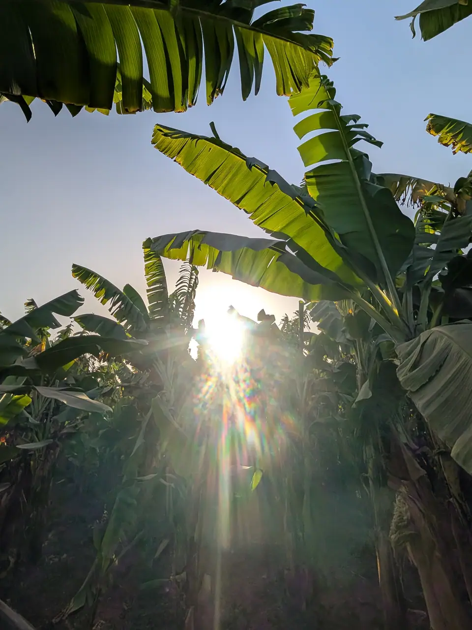 Looking up through broad banana leaves toward bright sunlight and blue sky in Luxor.